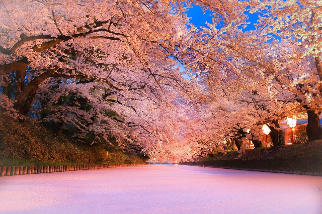 「死ぬまでに行きたい！世界の絶景」にも選ばれた弘前公園外濠の花筏。